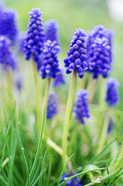 Küçük bahar mavisi Muscari çiçekleri güneşli bir günde açık havada açar.