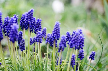 Küçük bahar mavisi Muscari çiçekleri güneşli bir günde açık havada açar.