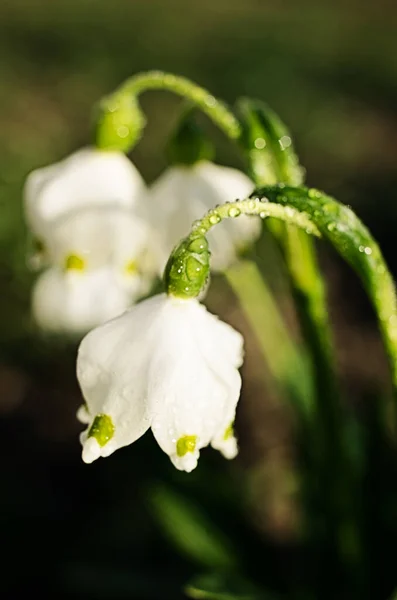 Kis Első Tavaszi Virágok Hóvirág Virágzik Szabadban Tavasszal Március Ünnep — Stock Fotó