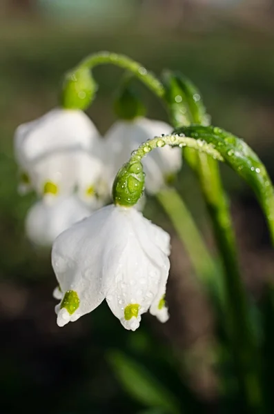 Little First Spring Flowers Snowdrops Bloom Outdoors Spring March Holiday — Stock Photo, Image
