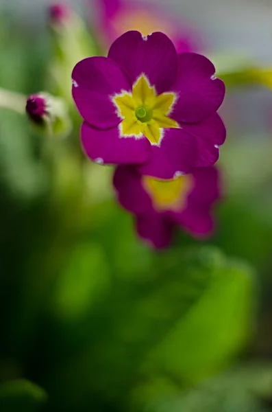 Солнечный Весенний День Цветут Маленькие Нежные Первоцветы — стоковое фото