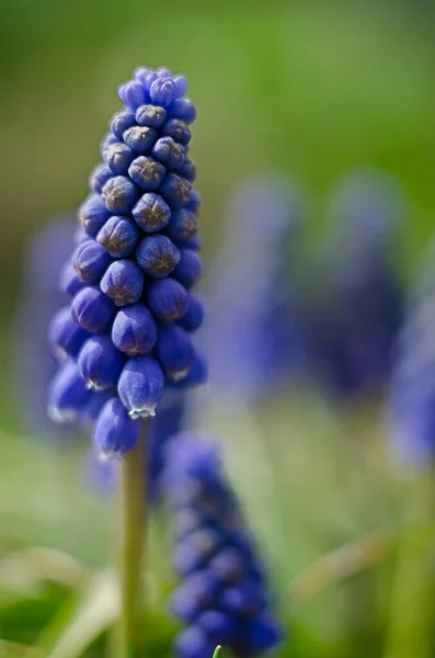 Pequeñas Flores Muscari Azul Primavera Florecen Aire Libre Día Soleado —  Fotos de Stock