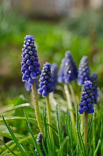 Kis Tavasz Kék Muscari Virágok Nyílnak Szabadban Egy Napsütéses Napon — Stock Fotó