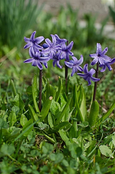 Wunderbare Hyazinthenblüten Blühen Frühling Freien Einem Sonnigen Tag Begrenzt — Stockfoto