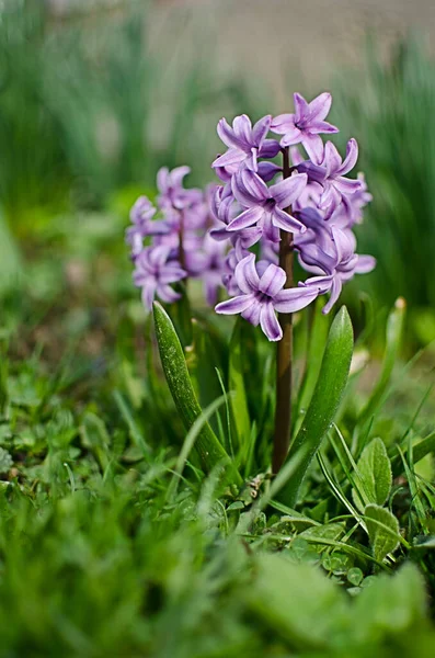 Gyönyörű Jácintvirágok Nyílnak Szabadban Tavasszal Egy Napsütéses Napon Korlátozott — Stock Fotó