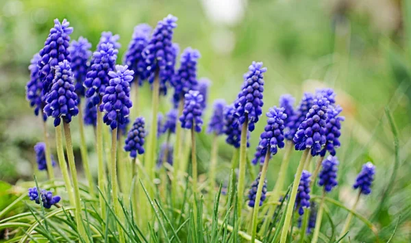 Kleine Lente Blauwe Muscari Bloemen Bloeien Buiten Een Zonnige Dag — Stockfoto