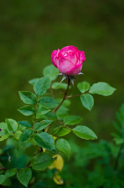 Krásné Čerstvé Růže Rostou Venku Létě Kytici — Stock fotografie