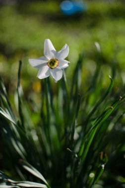 Harika nergis çiçekleri baharda çiçek açar çiçek ve arka plan için.