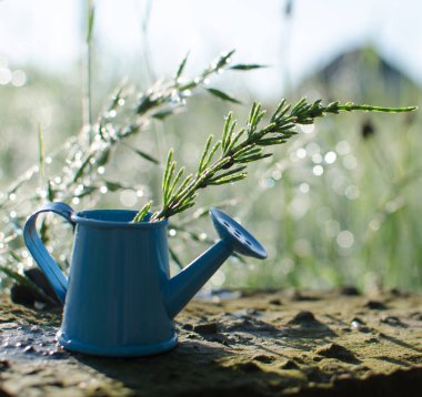 Arka planda çiçekler ve su olan küçük bir su kabı.