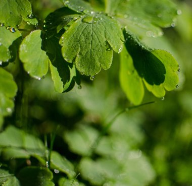 Açık bir arka bahçede yeşil yapraklar büyüten soyutlama