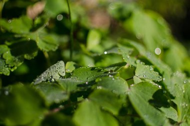 Açık bir arka bahçede yeşil yapraklar büyüten soyutlama