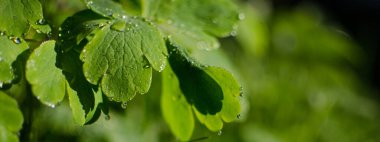 Açık bir arka bahçede yeşil yapraklar büyüten soyutlama