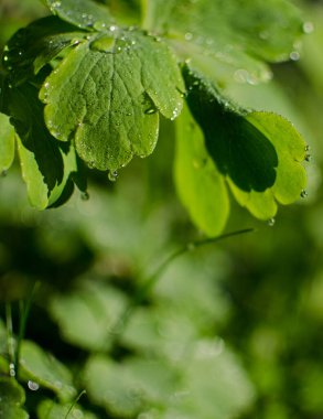 Açık bir arka bahçede yeşil yapraklar büyüten soyutlama