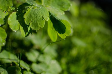 Açık bir arka bahçede yeşil yapraklar büyüten soyutlama