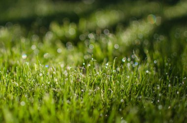 Yaz arkaplanı için taze sulu yeşil çimenler
