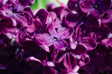 Açık havada açan leylak dalları güzel bir buket çiçek için mayıs ayında açar.