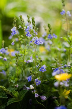 Küçük bahar mavisi Veronica çiçekler açıyor bahçede.