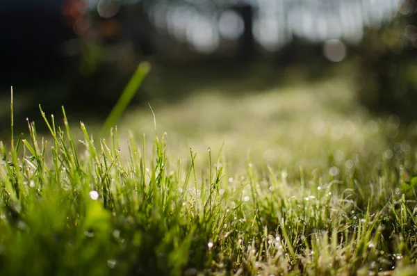 Fresh Juicy Green Grass Summer Background — Stock Photo, Image