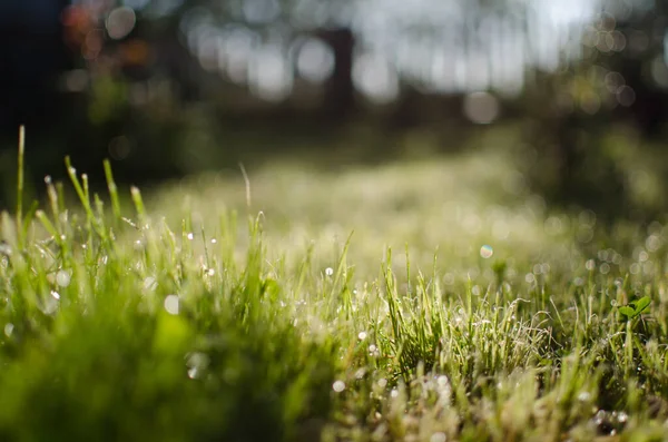 Fresca Hierba Verde Jugosa Para Fondo Verano — Foto de Stock