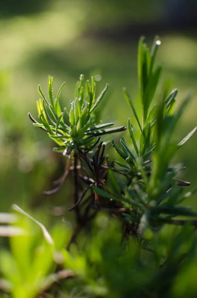 户外生长着柔和的紫色薰衣草花束或墙纸 — 图库照片