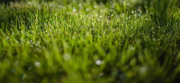 Grama Verde Suculenta Fresca Para Fundo Verão — Fotografia de Stock