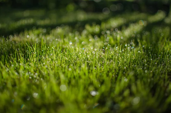 Φρέσκο Ζουμερό Πράσινο Γρασίδι Για Καλοκαιρινό Φόντο — Φωτογραφία Αρχείου