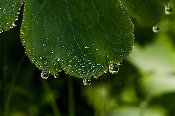 Abstraction Growing Green Leaves Light Backgrod — Stock Photo, Image