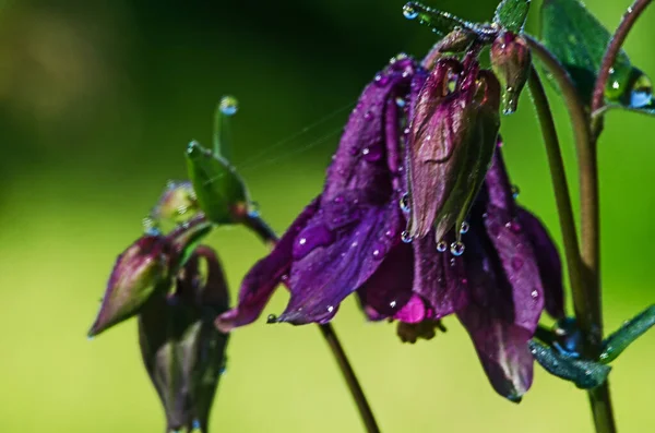 Aquilegia Flor Elfos Que Floresce Livre Belo Dia Verão — Fotografia de Stock