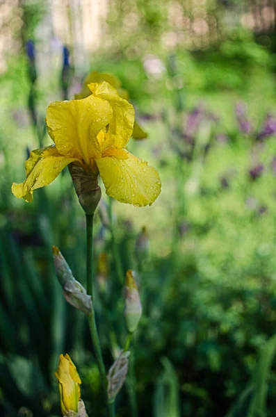 Irissen Zijn Prachtige Bloemen Tuin Versieren Buurt Van Het Prieel — Stockfoto