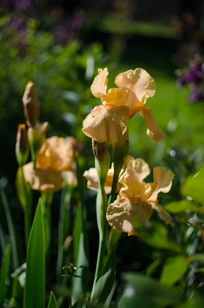 Süsen çiçekleri, çardağın yakınındaki bahçeyi ya da baharda bahçeyi süslemek için harikadır.