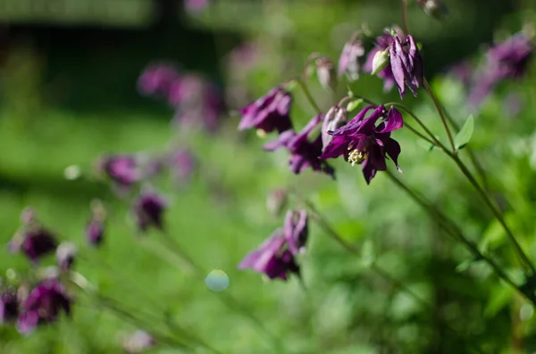 Aquilegia Flor Elfos Que Florece Aire Libre Hermoso Día Verano — Foto de Stock