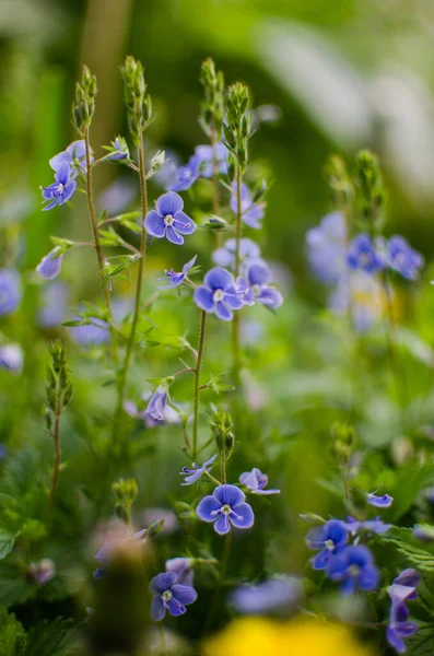 Kis Tavasz Kék Veronica Virágok Virágzik Szabadban Gyepen — Stock Fotó
