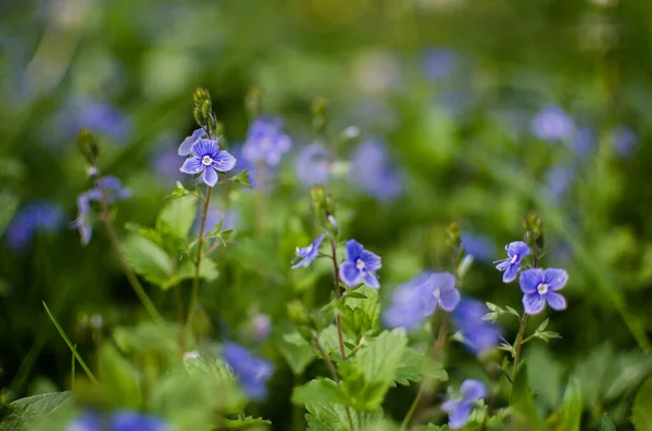 Kis Tavasz Kék Veronica Virágok Virágzik Szabadban Gyepen — Stock Fotó