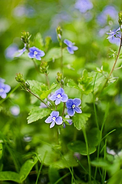 Kleine Frühlingsblumen Blühen Draußen Auf Dem Rasen — Stockfoto