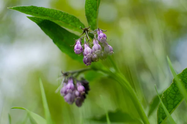 Symphytum Officinale Una Planta Perenne Moderadamente Venenosa Familia Hojas Rugosas — Foto de Stock