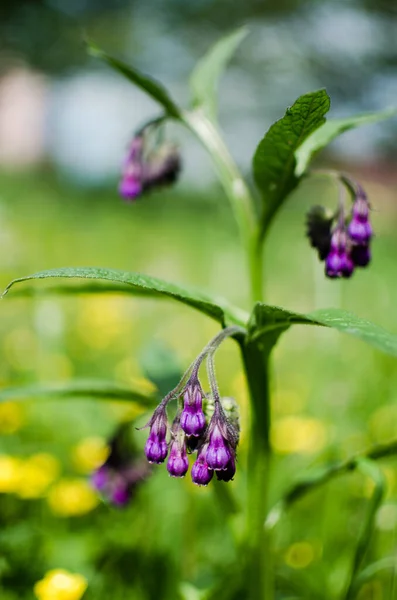 Symphytum Officinale Una Planta Perenne Moderadamente Venenosa Familia Hojas Rugosas — Foto de Stock