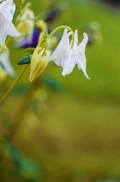 Aquilegia Virág Manók Hogy Virágzik Szabadban Gyönyörű Nyári Napon — Stock Fotó