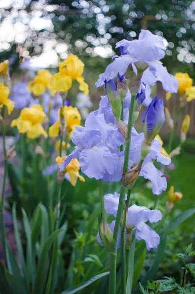 虹彩は 展望台の近くの庭や春の屋外の庭に飾るための素晴らしい花です — ストック写真