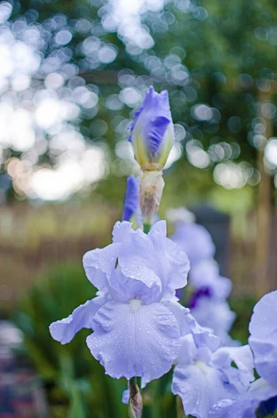 Irysy Wspaniałe Kwiaty Dekoracji Podwórka Pobliżu Altany Lub Ogrodzie Wiosnę — Zdjęcie stockowe