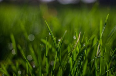 Yaz arkaplanı için taze sulu yeşil çimenler