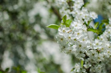 Arka plan ve güzel aşılama için ılık bahar havasında güzel narin kiraz çiçekleri.