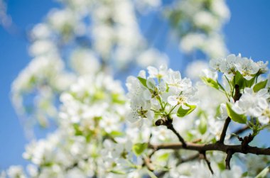Beyaz çiçekler armut çiçeği iyi bir nektardır ve güneşli bir bahar gününde armut hasadı için.