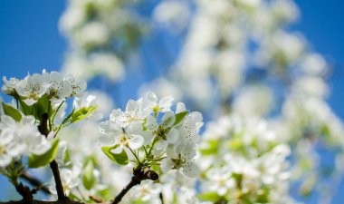 Beyaz çiçekler armut çiçeği iyi bir nektardır ve güneşli bir bahar gününde armut hasadı için.