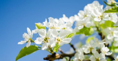 Beyaz çiçekler armut çiçeği iyi bir nektardır ve güneşli bir bahar gününde armut hasadı için.