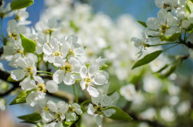 Beyaz çiçekler armut çiçeği iyi bir nektardır ve güneşli bir bahar gününde armut hasadı için.