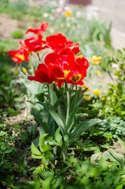 İnce bahar laleleri bir buket çiçek açar.