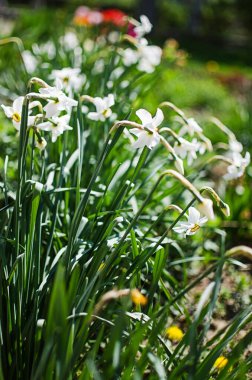 Harika nergis çiçekleri baharda çiçek açar çiçek ve arka plan için.
