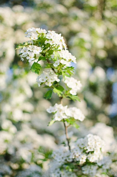 Arbusto Espinheiro Selvagem Floresce Com Flores Brancas Abundantes Primavera Pequenos — Fotografia de Stock