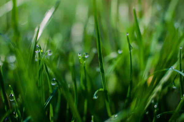 Fresco Erba Verde Succosa Sfondo Estivo — Foto Stock