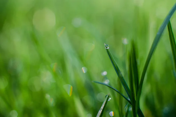 Świeża Soczysta Zielona Trawa Letnie Tło — Zdjęcie stockowe